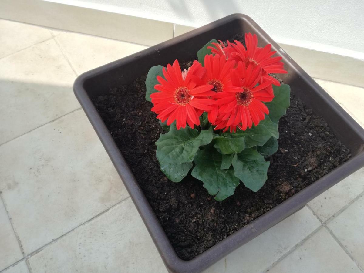 טראסיני Terra Sinus Holiday House מראה חיצוני תמונה